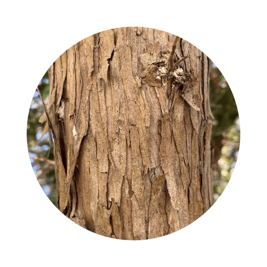 eastern red cedar bark